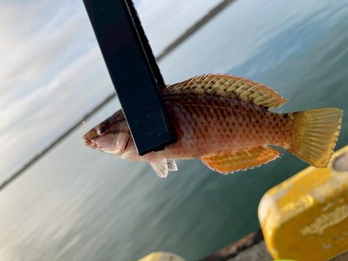 アカササノハベラの釣果