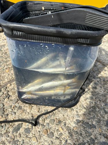 カマスの釣果