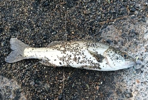 セイゴ（マルスズキ）の釣果