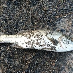 セイゴ（マルスズキ）