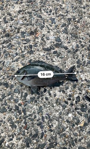アイゴの釣果
