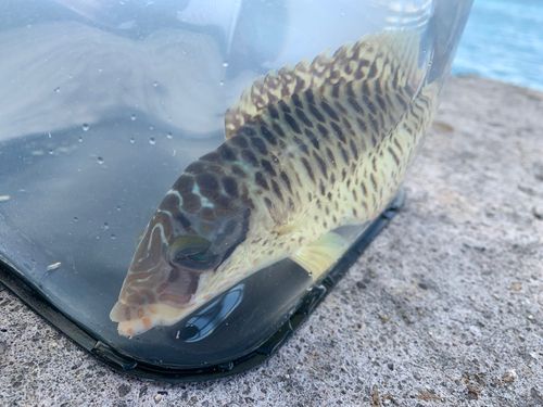 メガネモチノウオの釣果