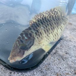 メガネモチノウオ