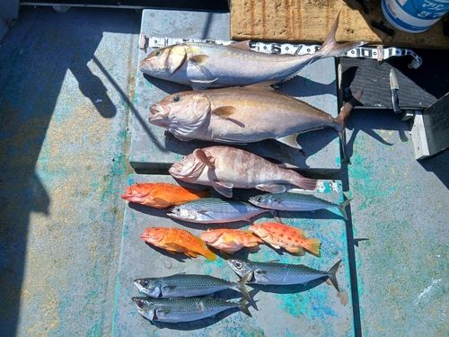 マハタの釣果