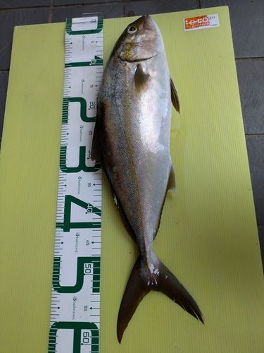 カンパチの釣果