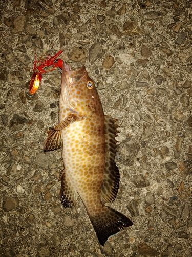 オオモンハタの釣果