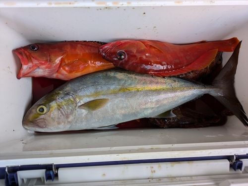 カンパチの釣果