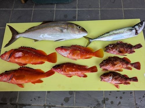 カンパチの釣果