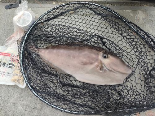 ウスバハギの釣果