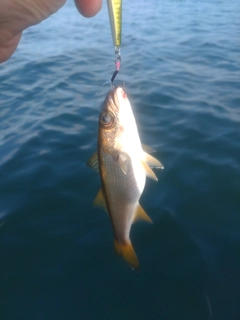 クロムツの釣果