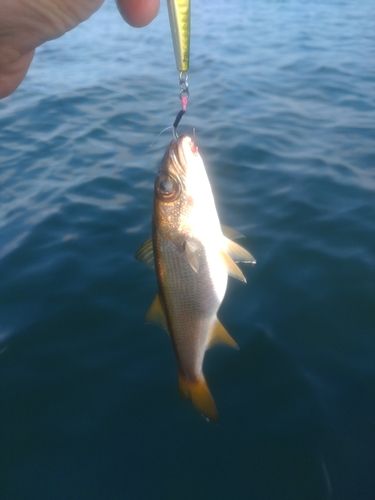 クロムツの釣果