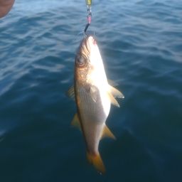 クロムツ