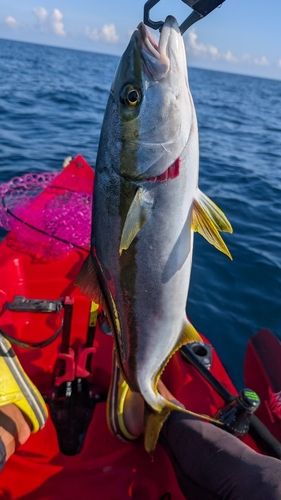 ヒラマサの釣果
