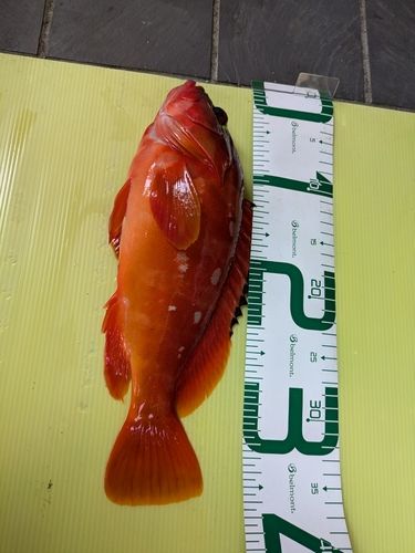 アカハタの釣果