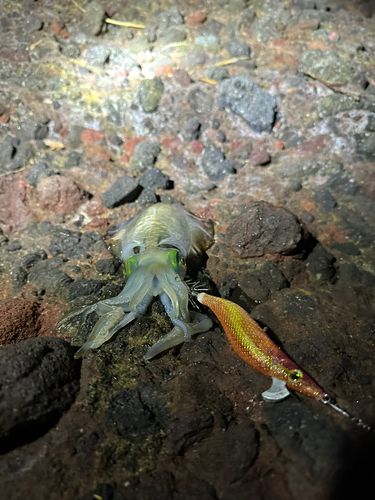 アオリイカの釣果