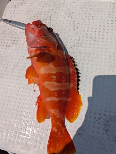 アカハタの釣果