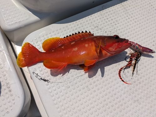 アカハタの釣果