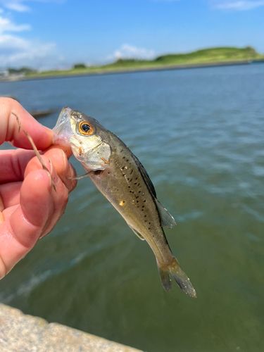 セイゴ（タイリクスズキ）の釣果