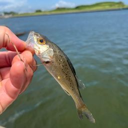 セイゴ（タイリクスズキ）