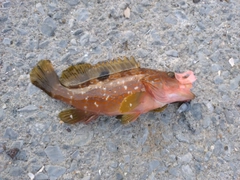 キジハタの釣果