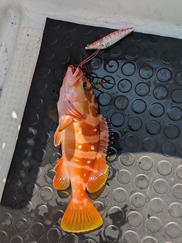 アカハタの釣果