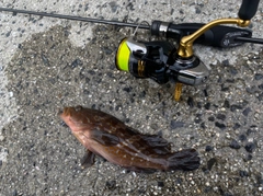 キジハタの釣果