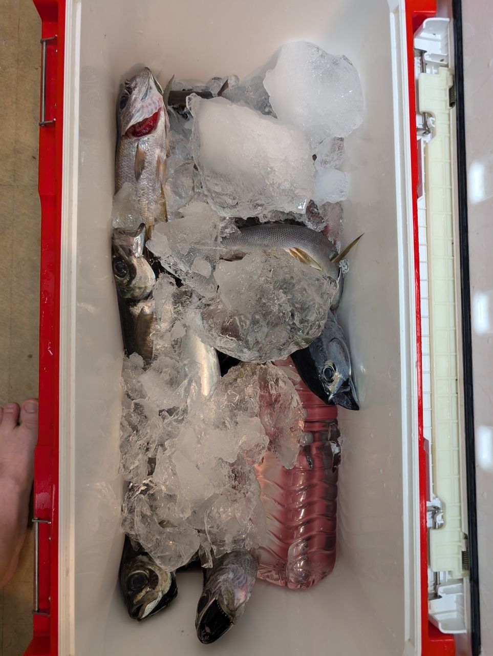 にゃぎだもさんの釣果 2枚目の画像