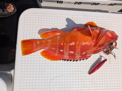 アカハタの釣果