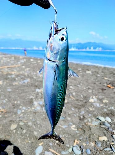ヒラソウダの釣果
