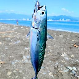 ヒラソウダ