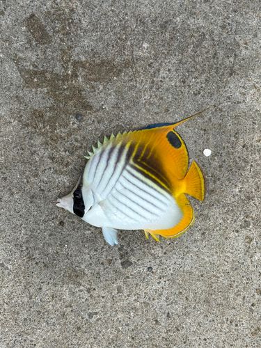 釣果