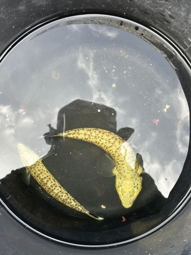 釣果