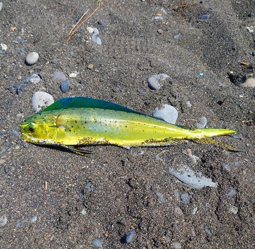 シイラの釣果