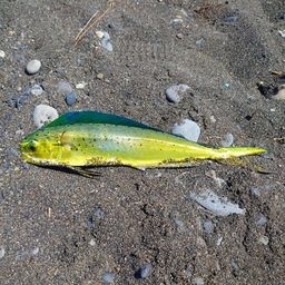 シイラ