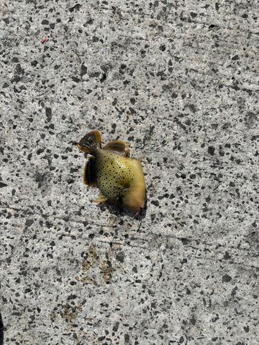 モンガラカワハギの釣果