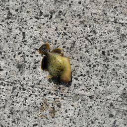 モンガラカワハギ