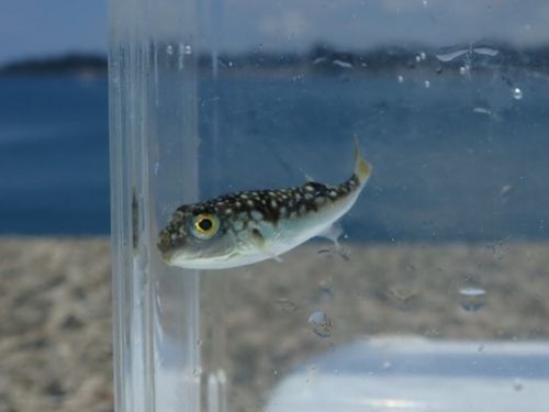 クサフグの釣果