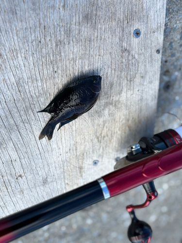 釣果