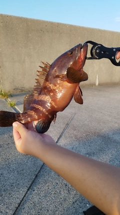 キジハタの釣果