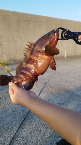 キジハタの釣果