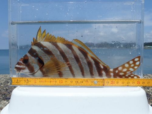 タカノハダイの釣果