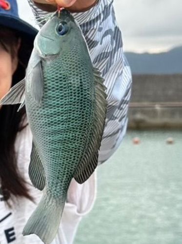 メジナの釣果