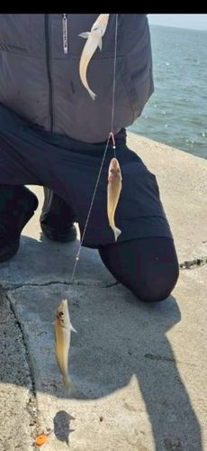 キスの釣果