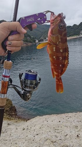アカハタの釣果
