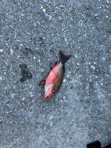 釣果