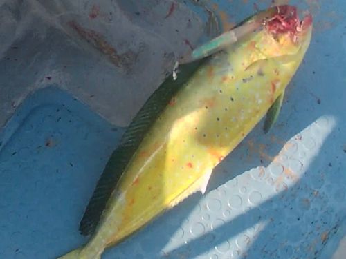 シイラの釣果