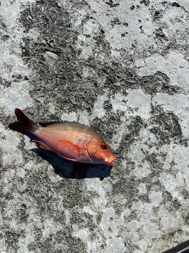 釣果