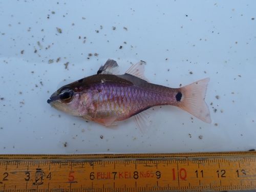 クロホシイシモチの釣果