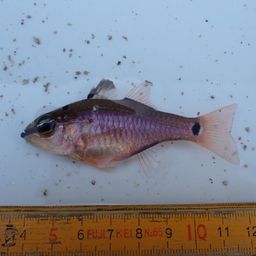 クロホシイシモチ