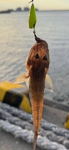 マハゼの釣果